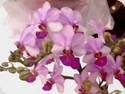 Phal. Liu's Berry